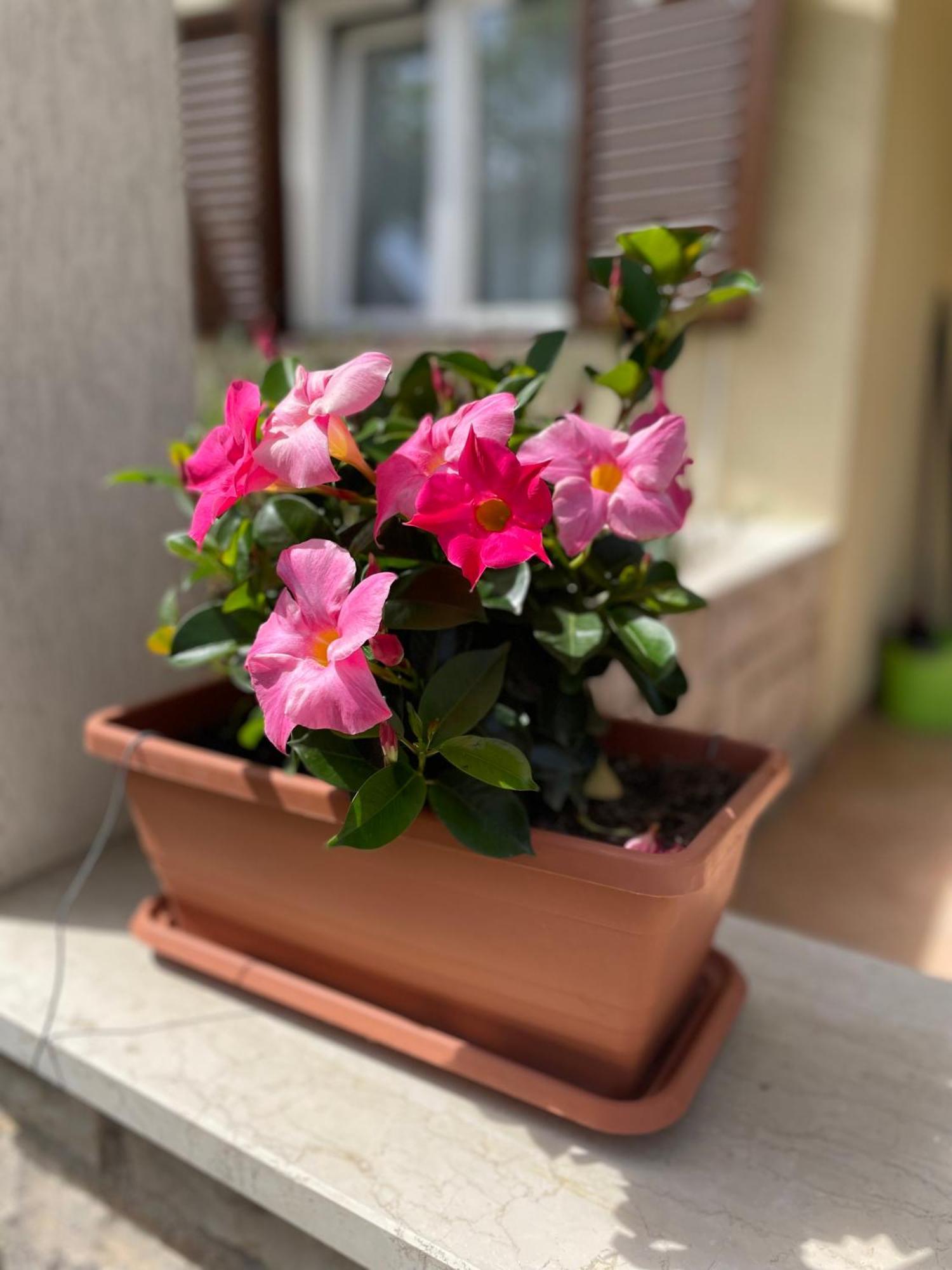 Apartmani Darko 罗维尼 外观 照片